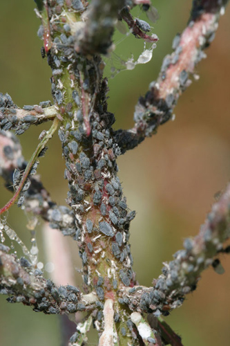 aphid colony